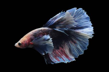 Beta balığı, siyam balığı dövüşü, kara arka planda izole edilmiş betta ihtişamı, kara arka planda balık dövüşü, çok renkli siyam balığı dövüşü,