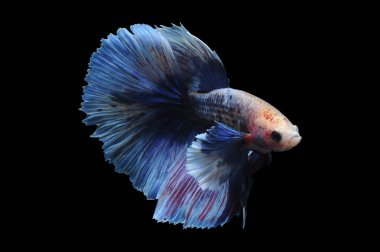 Beta balığı, siyam balığı dövüşü, kara arka planda izole edilmiş betta ihtişamı, kara arka planda balık dövüşü, çok renkli siyam balığı dövüşü,