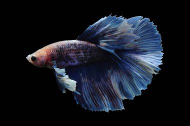 Beta balığı, siyam balığı dövüşü, kara arka planda izole edilmiş betta ihtişamı, kara arka planda balık dövüşü, çok renkli siyam balığı dövüşü,