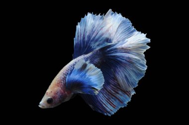 Beta balığı, siyam balığı dövüşü, kara arka planda izole edilmiş betta ihtişamı, kara arka planda balık dövüşü, çok renkli siyam balığı dövüşü,