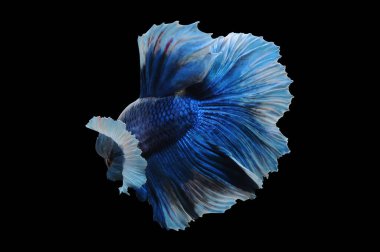 Beta balığı, siyam balığı dövüşü, kara arka planda izole edilmiş betta ihtişamı, kara arka planda balık dövüşü, çok renkli siyam balığı dövüşü,