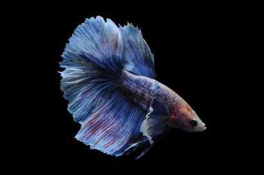 Beta balığı, siyam balığı dövüşü, kara arka planda izole edilmiş betta ihtişamı, kara arka planda balık dövüşü, çok renkli siyam balığı dövüşü,