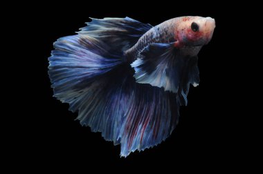 Beta balığı, siyam balığı dövüşü, kara arka planda izole edilmiş betta ihtişamı, kara arka planda balık dövüşü, çok renkli siyam balığı dövüşü,
