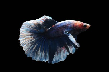 Beta balığı, siyam balığı dövüşü, kara arka planda izole edilmiş betta ihtişamı, kara arka planda balık dövüşü, çok renkli siyam balığı dövüşü,