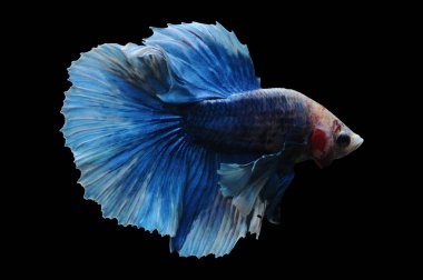 Beta balığı, siyam balığı dövüşü, kara arka planda izole edilmiş betta ihtişamı, kara arka planda balık dövüşü, çok renkli siyam balığı dövüşü,
