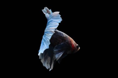 Beta balığı, siyam balığı dövüşü, kara arka planda izole edilmiş betta ihtişamı, kara arka planda balık dövüşü, çok renkli siyam balığı dövüşü,