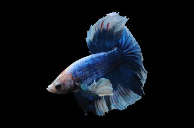 Beta balığı, siyam balığı dövüşü, kara arka planda izole edilmiş betta ihtişamı, kara arka planda balık dövüşü, çok renkli siyam balığı dövüşü,