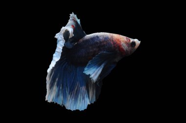 Beta balığı, siyam balığı dövüşü, kara arka planda izole edilmiş betta ihtişamı, kara arka planda balık dövüşü, çok renkli siyam balığı dövüşü,