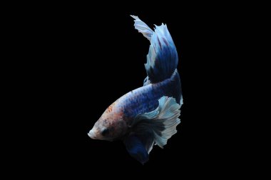 Beta balığı, siyam balığı dövüşü, kara arka planda izole edilmiş betta ihtişamı, kara arka planda balık dövüşü, çok renkli siyam balığı dövüşü,