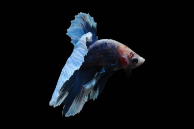 Beta balığı, siyam balığı dövüşü, kara arka planda izole edilmiş betta ihtişamı, kara arka planda balık dövüşü, çok renkli siyam balığı dövüşü,