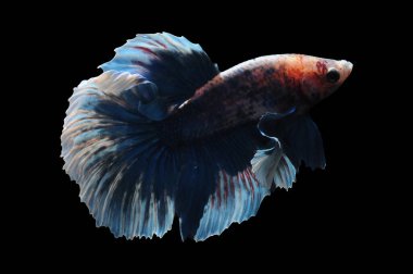 Beta balığı, siyam balığı dövüşü, kara arka planda izole edilmiş betta ihtişamı, kara arka planda balık dövüşü, çok renkli siyam balığı dövüşü,