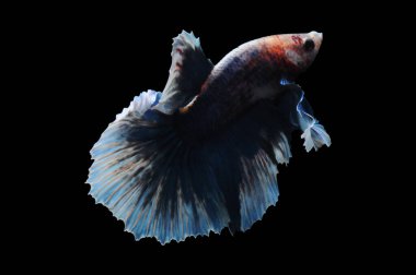 Beta balığı, siyam balığı dövüşü, kara arka planda izole edilmiş betta ihtişamı, kara arka planda balık dövüşü, çok renkli siyam balığı dövüşü,