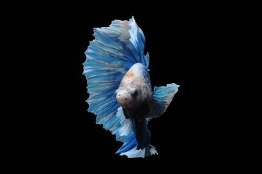 Beta balığı, siyam balığı dövüşü, kara arka planda izole edilmiş betta ihtişamı, kara arka planda balık dövüşü, çok renkli siyam balığı dövüşü,