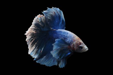 Beta balığı, siyam balığı dövüşü, kara arka planda izole edilmiş betta ihtişamı, kara arka planda balık dövüşü, çok renkli siyam balığı dövüşü,