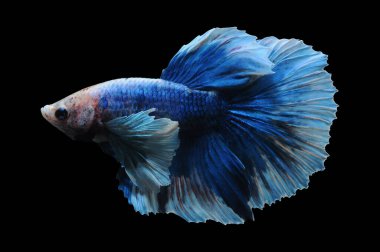 Beta balığı, siyam balığı dövüşü, kara arka planda izole edilmiş betta ihtişamı, kara arka planda balık dövüşü, çok renkli siyam balığı dövüşü,