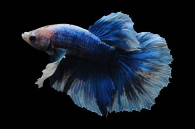 Beta balığı, siyam balığı dövüşü, kara arka planda izole edilmiş betta ihtişamı, kara arka planda balık dövüşü, çok renkli siyam balığı dövüşü,