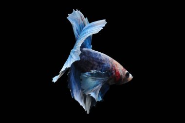 Beta balığı, siyam balığı dövüşü, kara arka planda izole edilmiş betta ihtişamı, kara arka planda balık dövüşü, çok renkli siyam balığı dövüşü,