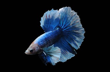 Beta balığı, siyam balığı dövüşü, kara arka planda izole edilmiş betta ihtişamı, kara arka planda balık dövüşü, çok renkli siyam balığı dövüşü,