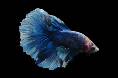 Beta balığı, siyam balığı dövüşü, kara arka planda izole edilmiş betta ihtişamı, kara arka planda balık dövüşü, çok renkli siyam balığı dövüşü,