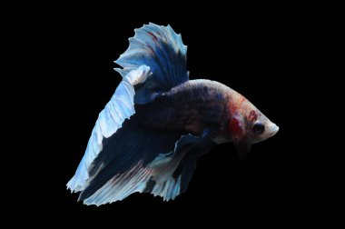 Beta balığı, siyam balığı dövüşü, kara arka planda izole edilmiş betta ihtişamı, kara arka planda balık dövüşü, çok renkli siyam balığı dövüşü,