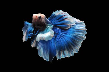 Beta balığı, siyam balığı dövüşü, kara arka planda izole edilmiş betta ihtişamı, kara arka planda balık dövüşü, çok renkli siyam balığı dövüşü,