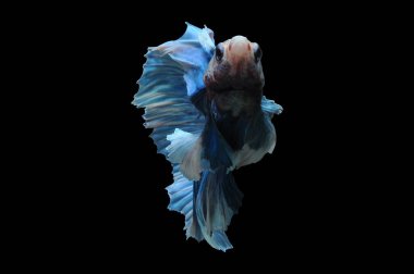 Beta balığı, siyam balığı dövüşü, kara arka planda izole edilmiş betta ihtişamı, kara arka planda balık dövüşü, çok renkli siyam balığı dövüşü,