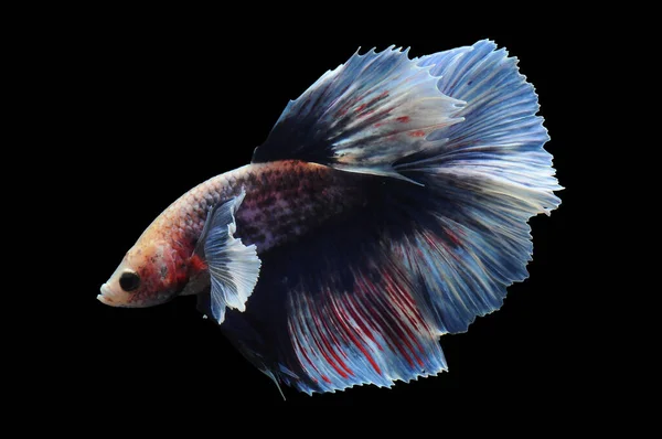 Betta fish, siamese fighting fish, betta splendens isolated on black background,fish on black background, fish fighting, Multi color Siamese fighting fish,