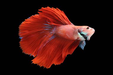 Beta balığı, siyam balığı dövüşü, kara arka planda izole edilmiş betta ihtişamı, kara arka planda balık dövüşü, çok renkli siyam balığı dövüşü,