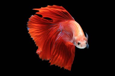 Beta balığı, siyam balığı dövüşü, kara arka planda izole edilmiş betta ihtişamı, kara arka planda balık dövüşü, çok renkli siyam balığı dövüşü,