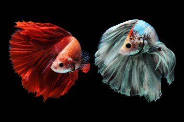 Beta balığı, siyam balığı dövüşü, kara arka planda izole edilmiş betta ihtişamı, kara arka planda balık dövüşü, çok renkli siyam balığı dövüşü,