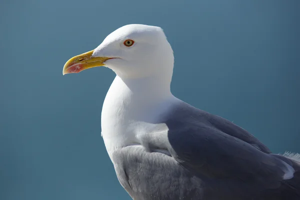 Seagull close-up portrait — Stock Photo, Image