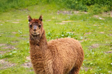 Meiringen, İsviçre küçük bir çiftlik avlusu komik lama