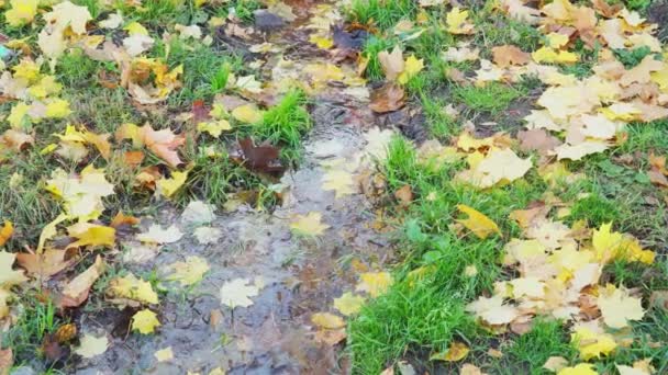 Jesienią liście klonu unoszą się w czystej wodzie. — Wideo stockowe
