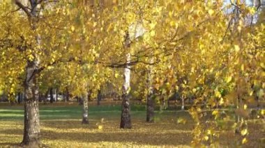 Sarı yapraklı huş ağacı. Kamu parkında sonbahar