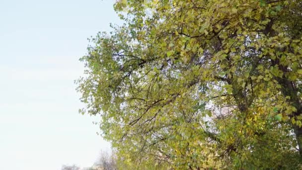 Birch with yellow leaves. Autumn in public park — Stock Video