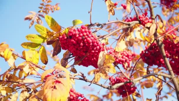 Ceniza de montaña. Los frutos de la ceniza de montaña. Bayas rojas de otoño — Vídeos de Stock