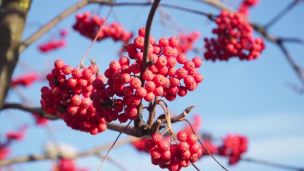 Des cendres. Les fruits des cendres de montagne. Baies rouges d'automne — Video