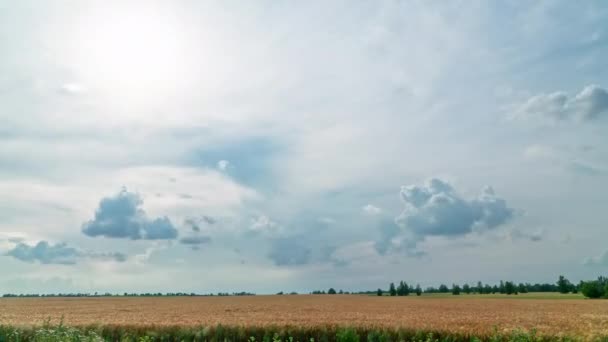 Buğday tarlasında gün batımı zaman aşımı. Vespers gökyüzü — Stok video