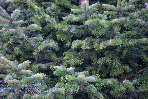 Grenar av julgran närbild — Stockfoto