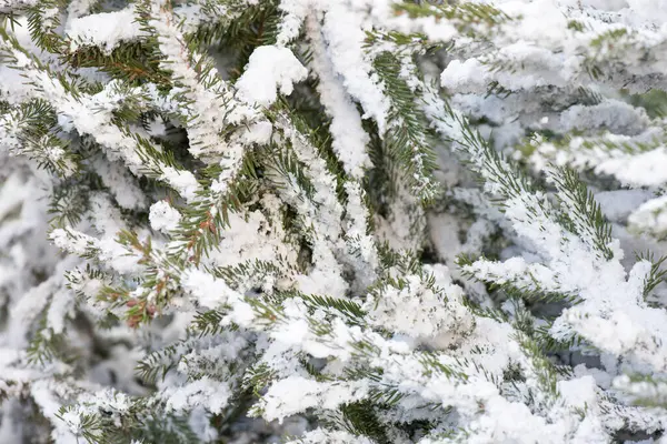 Grenar av julgran närbild — Stockfoto