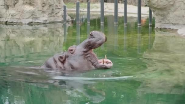 Hipopopotam otwiera gębę. zapis wideo — Wideo stockowe