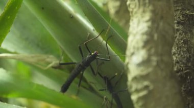 Peruphasma schultei. Böcek yeşil bir yaprağa sarılır.