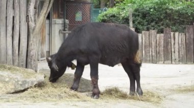 Kara Bufalo saman yiyor