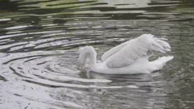 Büyük gagalı beyaz pelikan