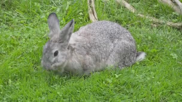 緑の芝生の上の灰色のウサギ。草の上で噛む。ストックビデオ — ストック動画