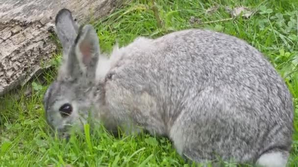 Grijs konijn op een groen grasveld. kauwen op gras. stock video — Stockvideo