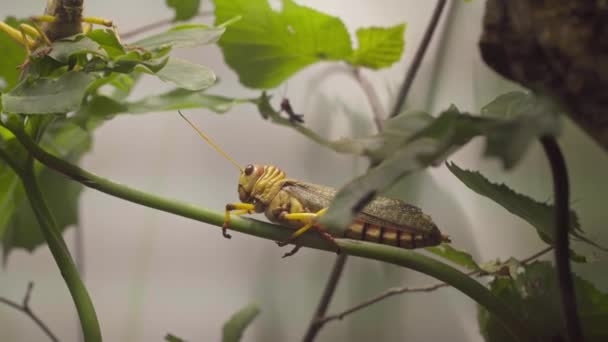 Grandes sauterelles vertes assises sur une branche — Video