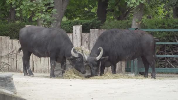 Black Buffalo eating hay in captivity — Stock Video