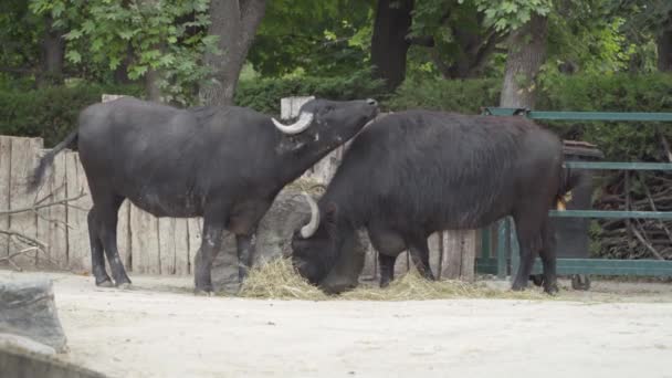 ブラックバッファロー飼育下で干し草を食べる — ストック動画