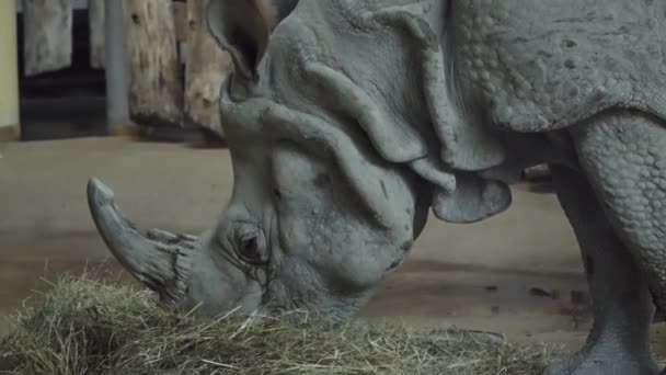 Kopf eines Nashorns aus nächster Nähe. das Nashorn in Gefangenschaft — Stockvideo